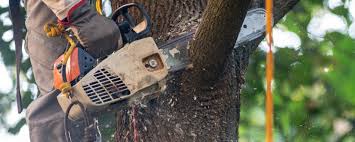 Best Lawn Maintenance Plans  in Solana Beach, CA