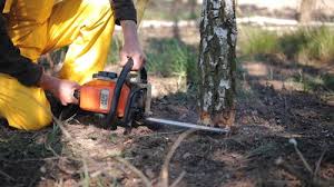 Seasonal Cleanup (Spring/Fall) in Solana Beach, CA