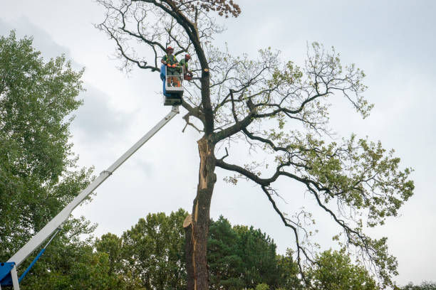Trusted Solana Beach, CA Tree Removal Experts