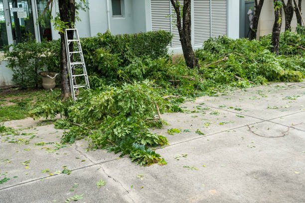 Best Leaf Removal  in Solana Beach, CA