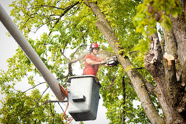 Tree and Shrub Care in Solana Beach, CA